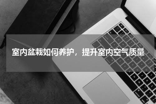 室内盆栽如何养护，提升室内空气质量