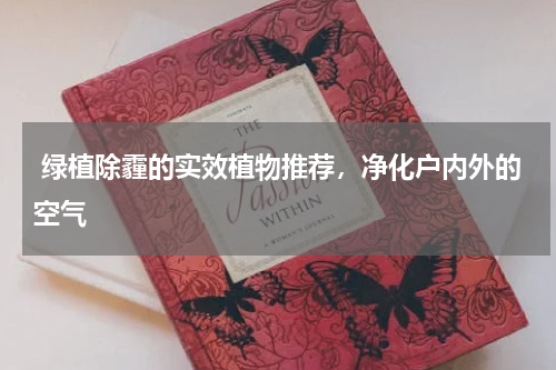  绿植除霾的实效植物推荐，净化户内外的空气