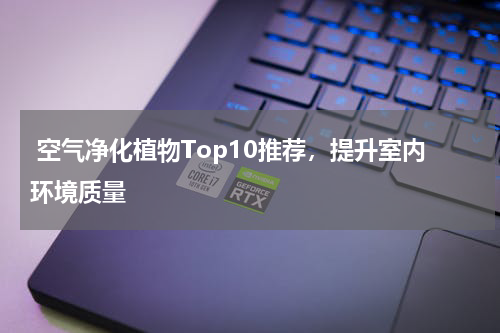  空气净化植物Top10推荐，提升室内环境质量