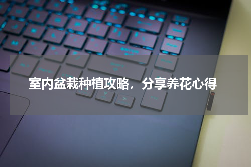  室内盆栽种植攻略，分享养花心得