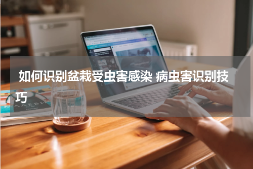  如何识别盆栽受虫害感染 病虫害识别技巧