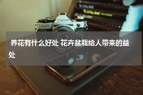  养花有什么好处 花卉盆栽给人带来的益处