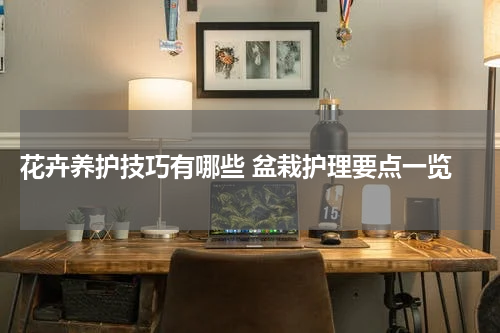 花卉养护技巧有哪些 盆栽护理要点一览