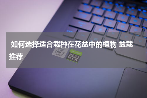  如何选择适合栽种在花盆中的植物 盆栽推荐