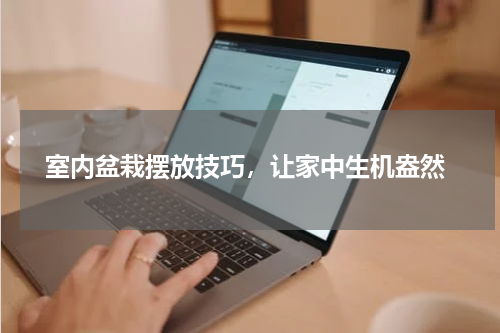  室内盆栽摆放技巧，让家中生机盎然