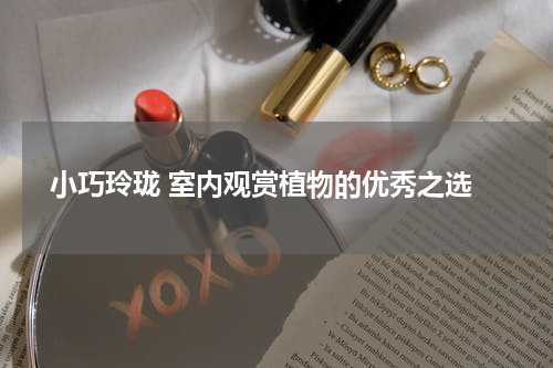  小巧玲珑 室内观赏植物的优秀之选