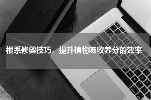  根系修剪技巧，提升植物吸收养分的效率