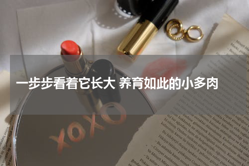  一步步看着它长大 养育如此的小多肉