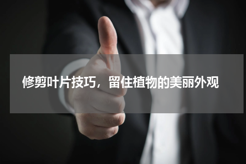  修剪叶片技巧，留住植物的美丽外观