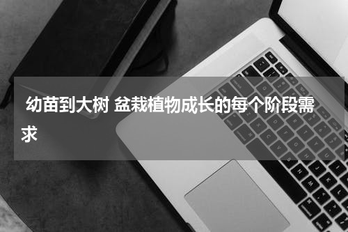  幼苗到大树 盆栽植物成长的每个阶段需求
