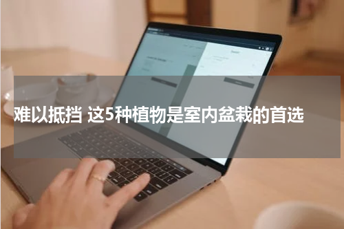  难以抵挡 这5种植物是室内盆栽的首选