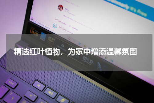  精选红叶植物，为家中增添温馨氛围