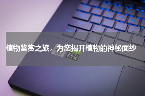  植物鉴赏之旅，为您揭开植物的神秘面纱