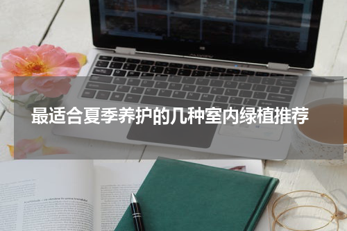  最适合夏季养护的几种室内绿植推荐