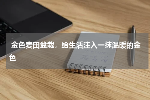  金色麦田盆栽，给生活注入一抹温暖的金色