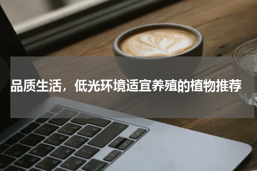  品质生活，低光环境适宜养殖的植物推荐