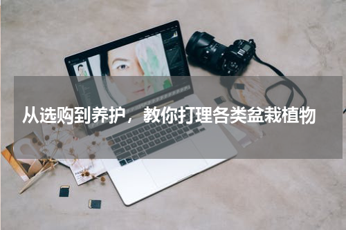  从选购到养护，教你打理各类盆栽植物