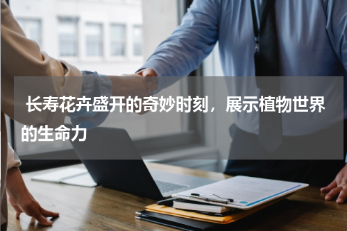  长寿花卉盛开的奇妙时刻，展示植物世界的生命力