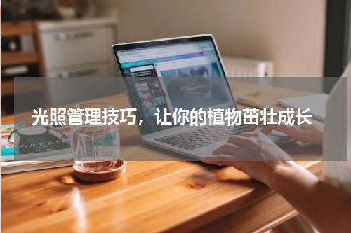  光照管理技巧，让你的植物茁壮成长