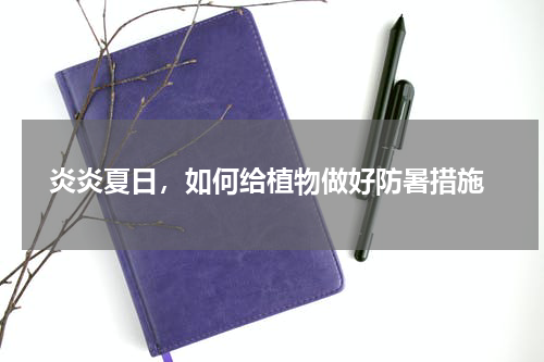  炎炎夏日，如何给植物做好防暑措施