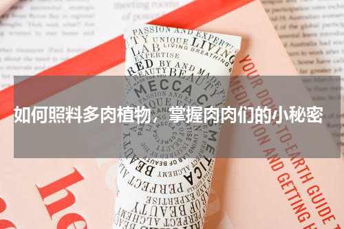  如何照料多肉植物，掌握肉肉们的小秘密