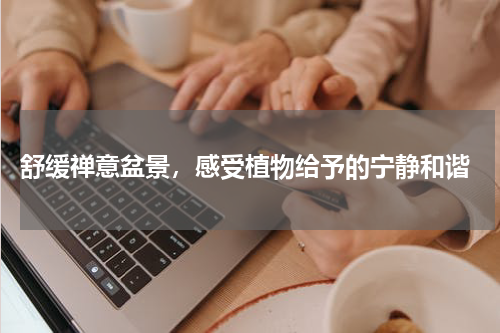  舒缓禅意盆景，感受植物给予的宁静和谐