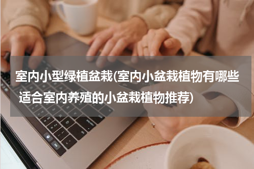 室内小型绿植盆栽(室内小盆栽植物有哪些 适合室内养殖的小盆栽植物推荐)