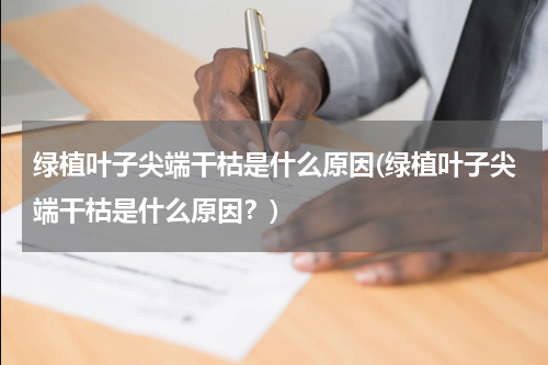 绿植叶子尖端干枯是什么原因(绿植叶子尖端干枯是什么原因？)