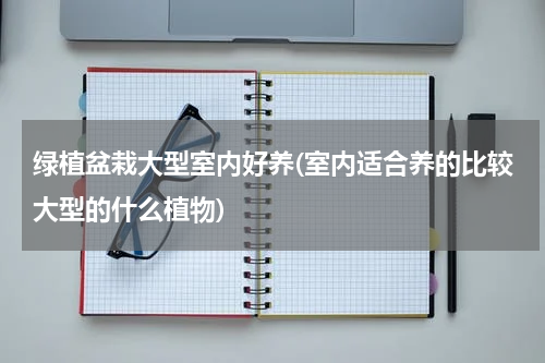 绿植盆栽大型室内好养(室内适合养的比较大型的什么植物)