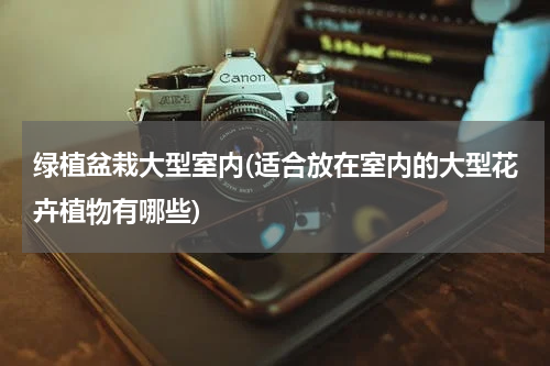 绿植盆栽大型室内(适合放在室内的大型花卉植物有哪些)