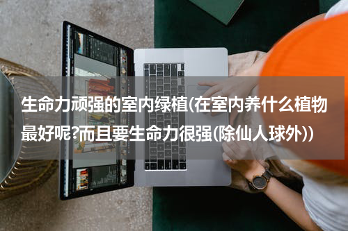 生命力顽强的室内绿植(在室内养什么植物最好呢?而且要生命力很强(除仙人球外))