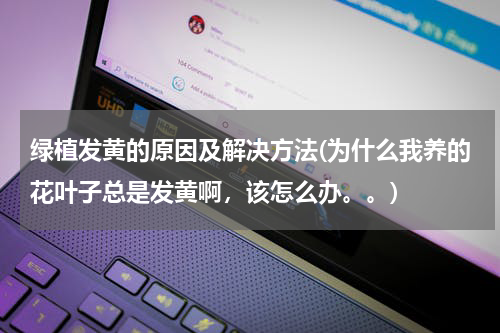 绿植发黄的原因及解决方法(为什么我养的花叶子总是发黄啊，该怎么办。。)