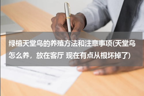 绿植天堂鸟的养殖方法和注意事项(天堂鸟怎么养，放在客厅 现在有点从根坏掉了)