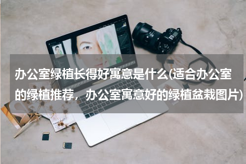 办公室绿植长得好寓意是什么(适合办公室的绿植推荐，办公室寓意好的绿植盆栽图片)