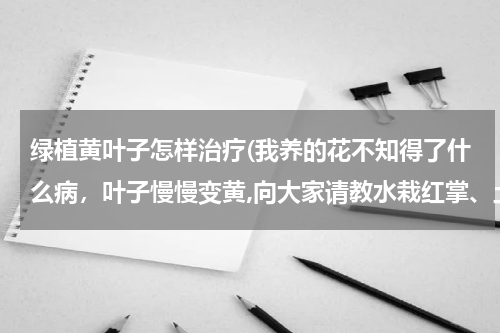 绿植黄叶子怎样治疗(我养的花不知得了什么病，叶子慢慢变黄,向大家请教水栽红掌、土栽绿萝叶子变黄是怎么回事？急急急)
