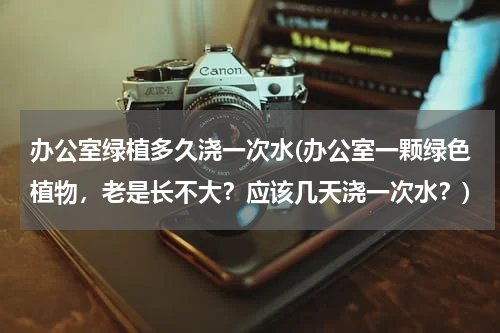 办公室绿植多久浇一次水(办公室一颗绿色植物，老是长不大？应该几天浇一次水？)