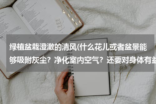 绿植盆栽澄澈的清风(什么花儿或者盆景能够吸附灰尘？净化室内空气？还要对身体有益无害的？急)