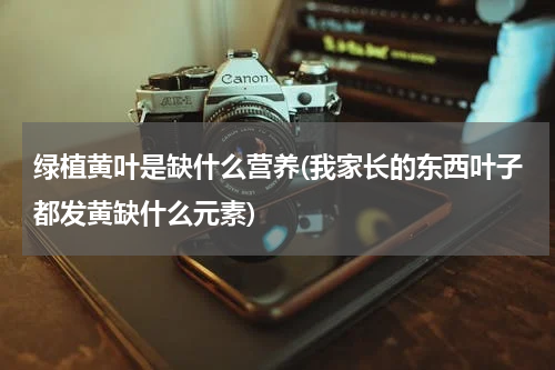 绿植黄叶是缺什么营养(我家长的东西叶子都发黄缺什么元素)