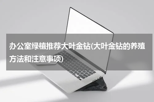 办公室绿植推荐大叶金钻(大叶金钻的养殖方法和注意事项)