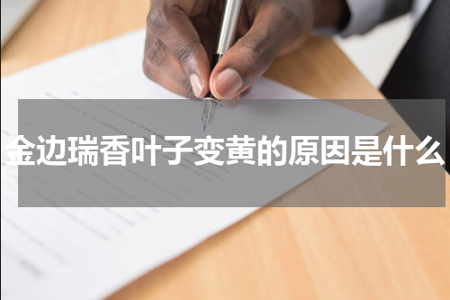 金边瑞香叶子变黄的原因是什么