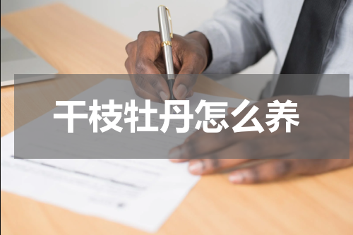 干枝牡丹怎么养