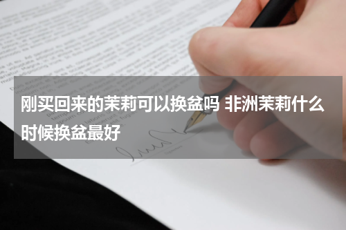刚买回来的茉莉可以换盆吗 非洲茉莉什么时候换盆最好