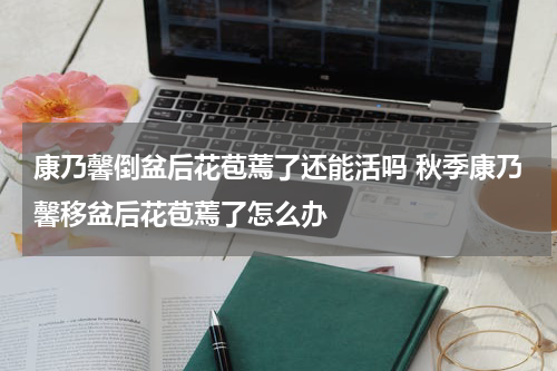 康乃馨倒盆后花苞蔫了还能活吗 秋季康乃馨移盆后花苞蔫了怎么办