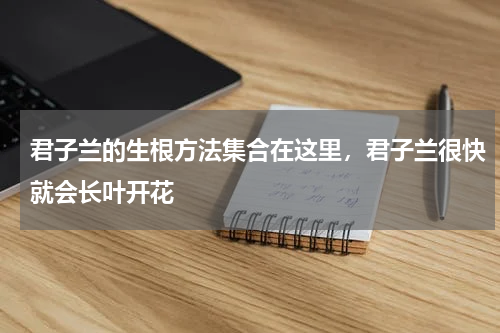 君子兰的生根方法集合在这里，君子兰很快就会长叶开花