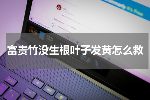 富贵竹没生根叶子发黄怎么救