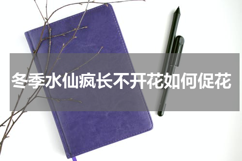 冬季水仙疯长不开花如何促花