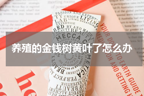 养殖的金钱树黄叶了怎么办