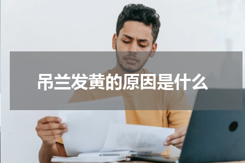 吊兰发黄的原因是什么