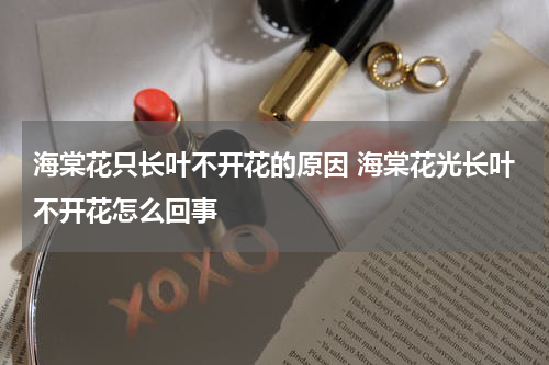 海棠花只长叶不开花的原因 海棠花光长叶不开花怎么回事