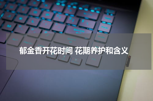 郁金香开花时间 花期养护和含义